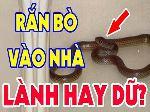 Thấy rắn bò vào nhà đánh con gì có phải điềm báo xấu cho gia chủ